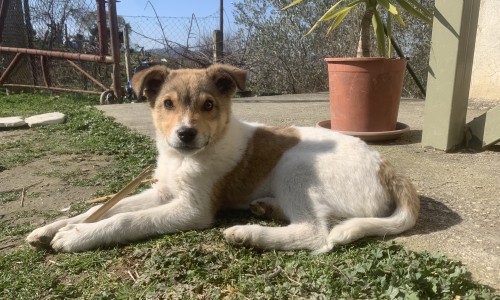 Zwerfhond Deelstra
